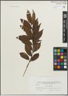 Foto von Salix pentandra L.